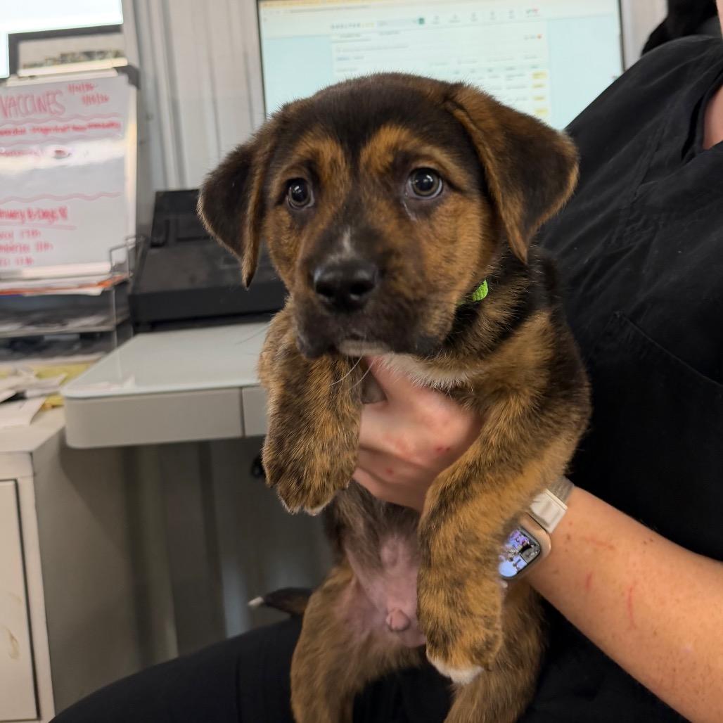 Enlarge Claus, a Adoptable Mixed Breed in Spanish Fork, UT image 2/2