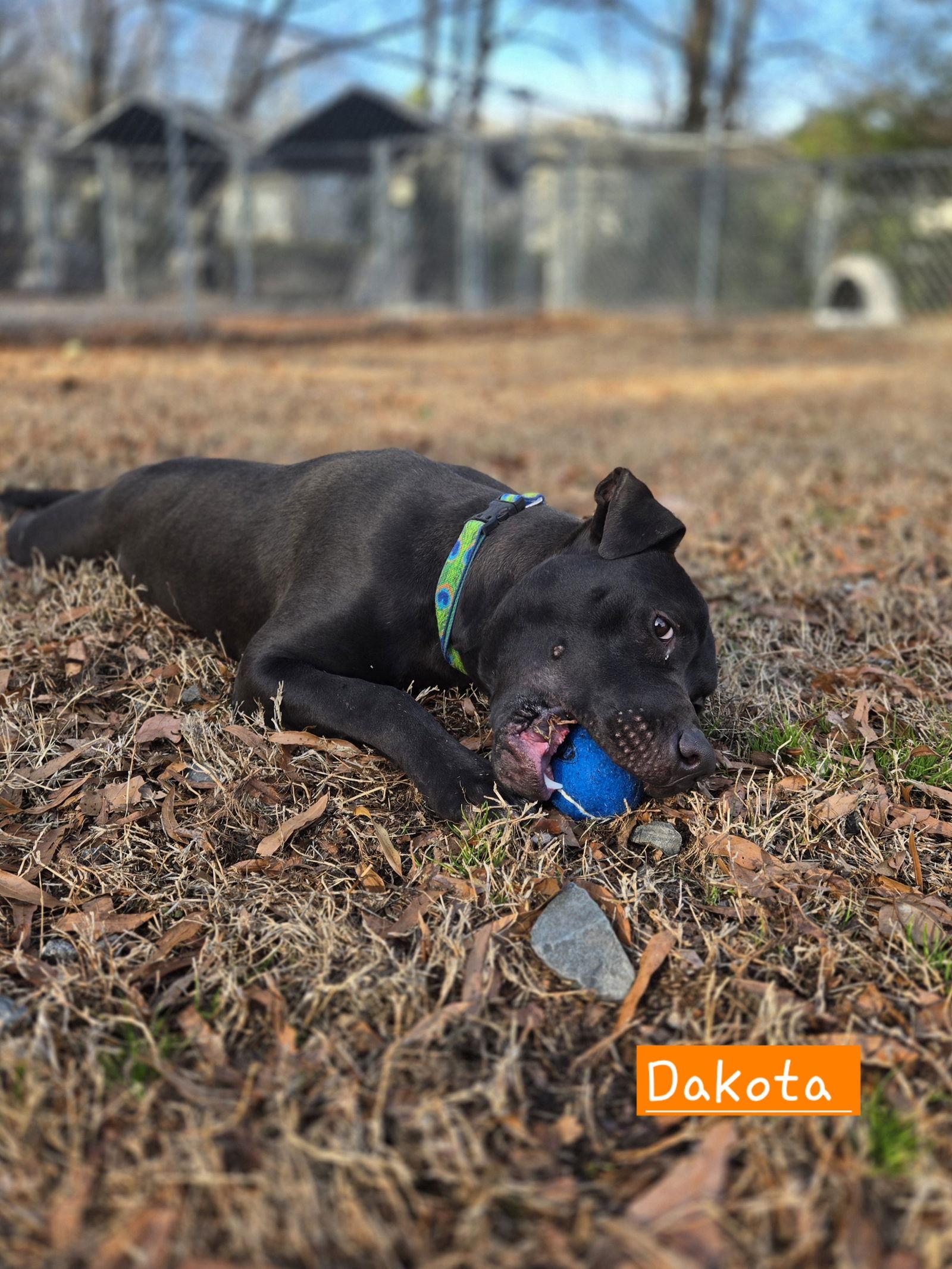 Enlarge Dakota, a Adoptable Black Labrador Retriever in Albemarle, NC image 1/3