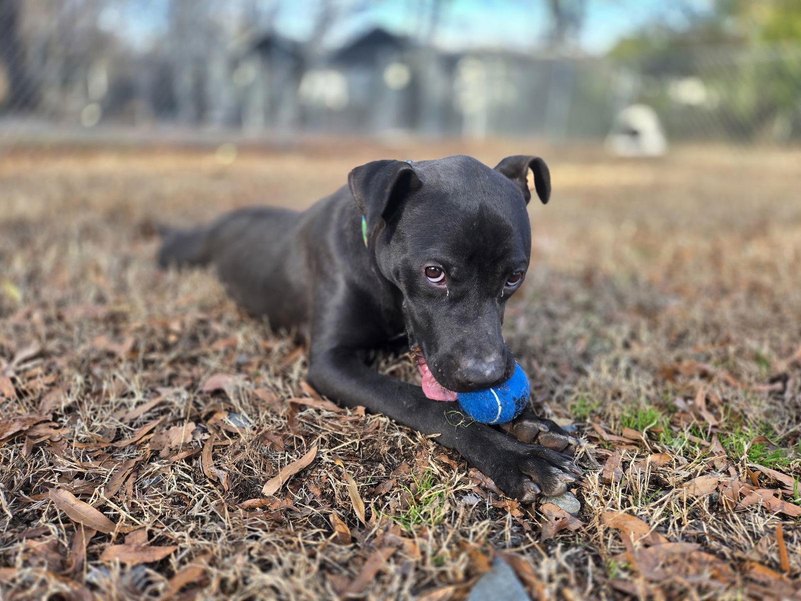 Enlarge Dakota, a Adoptable Black Labrador Retriever in Albemarle, NC image 2/3