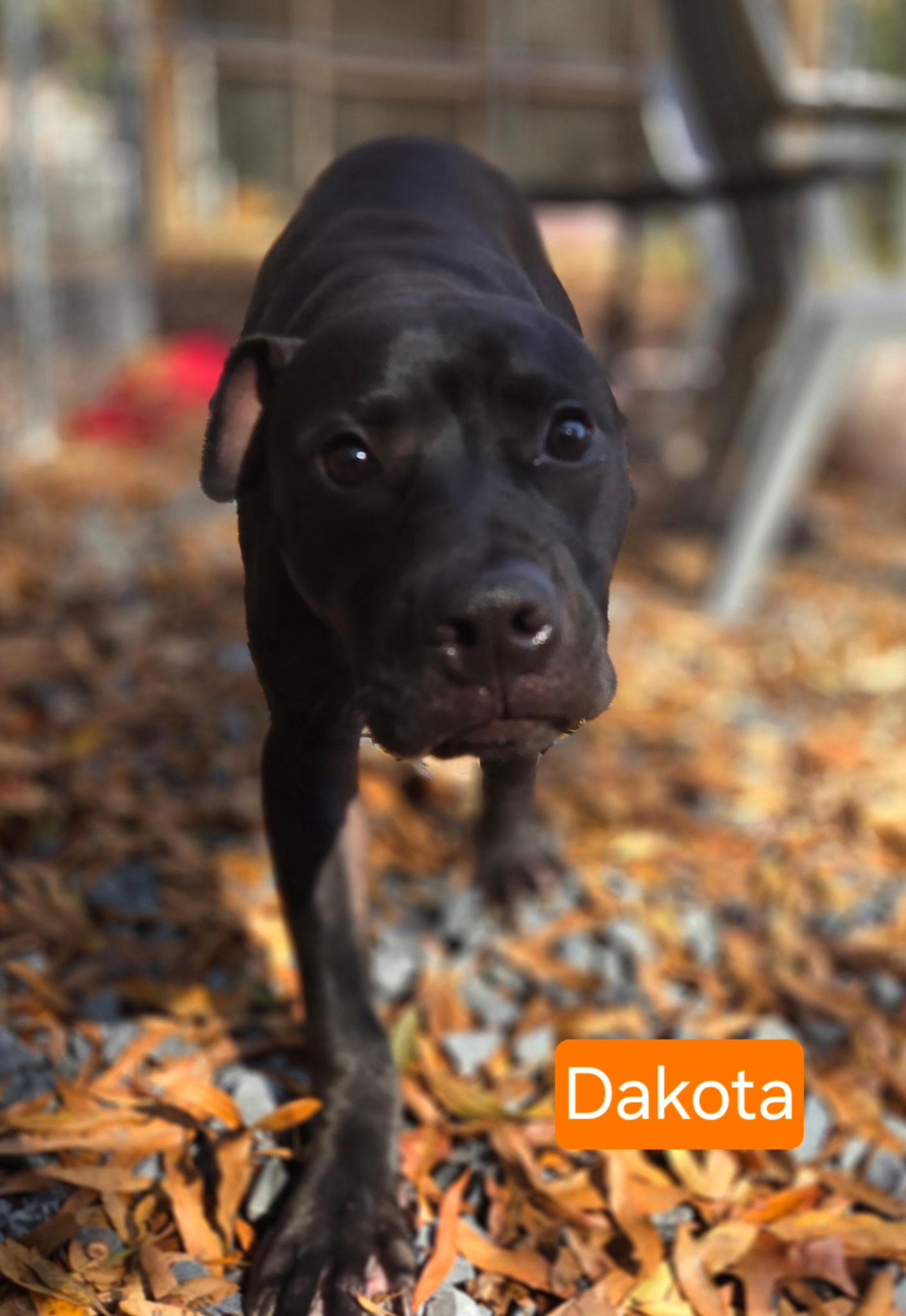 Enlarge Dakota, a Adoptable Black Labrador Retriever in Albemarle, NC image 3/3