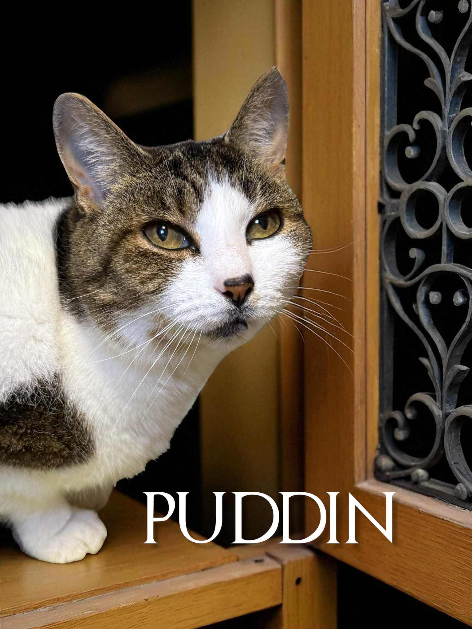 Puddin