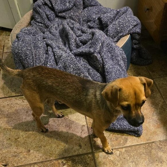 Bubba, Adoptable, Young Male Chihuahua.