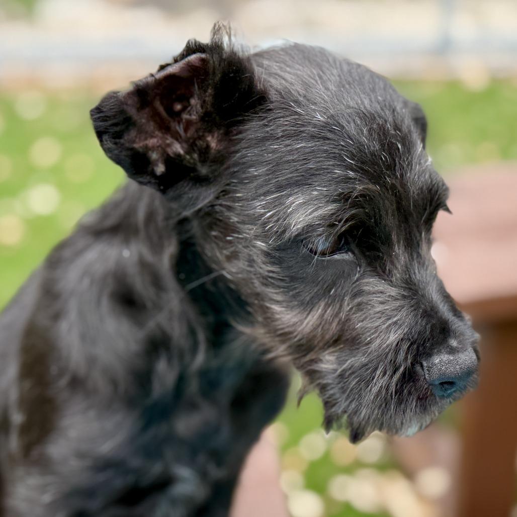 Enlarge Hestia - one and a half eared cutie, an adopted mixed breed in Dublin, OH image 2/3