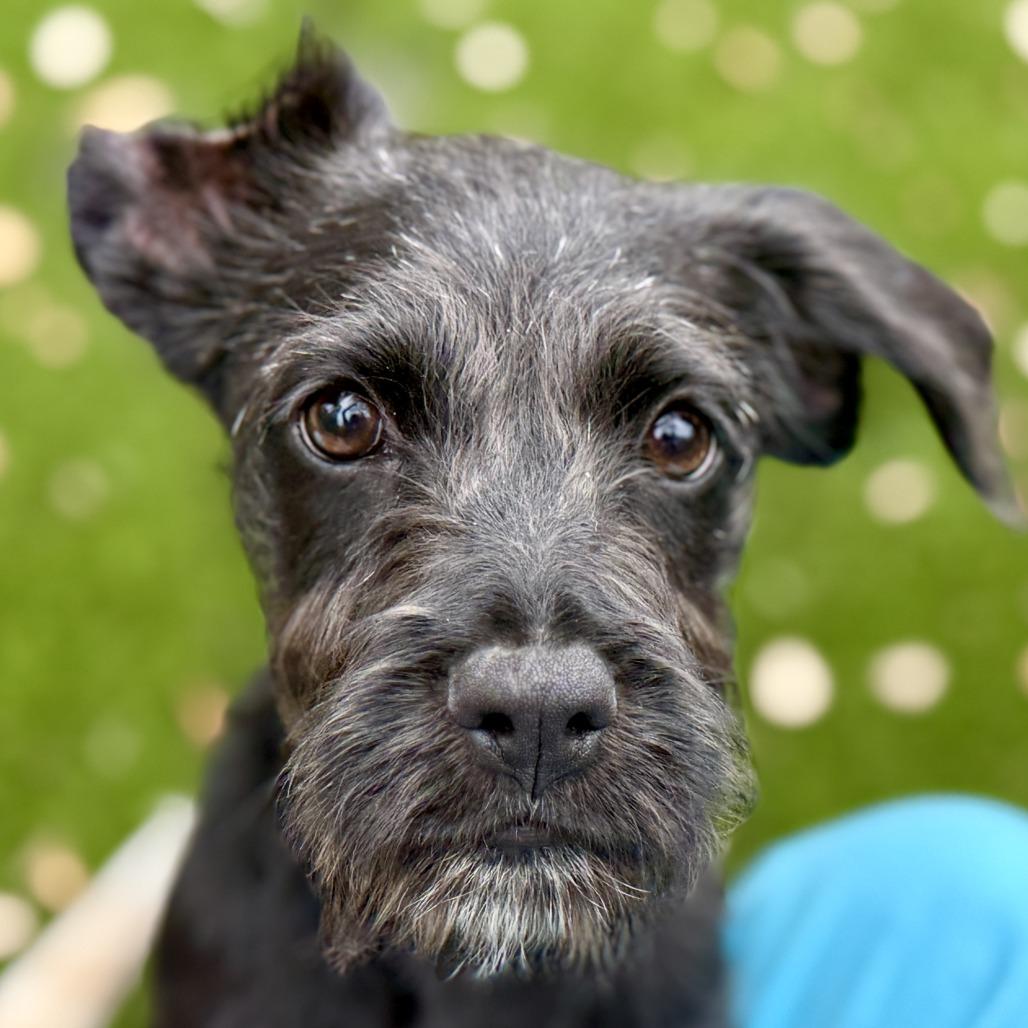 Hestia - one and a half eared cutie, adopted, Puppy Female Mixed Breed & Terrier.