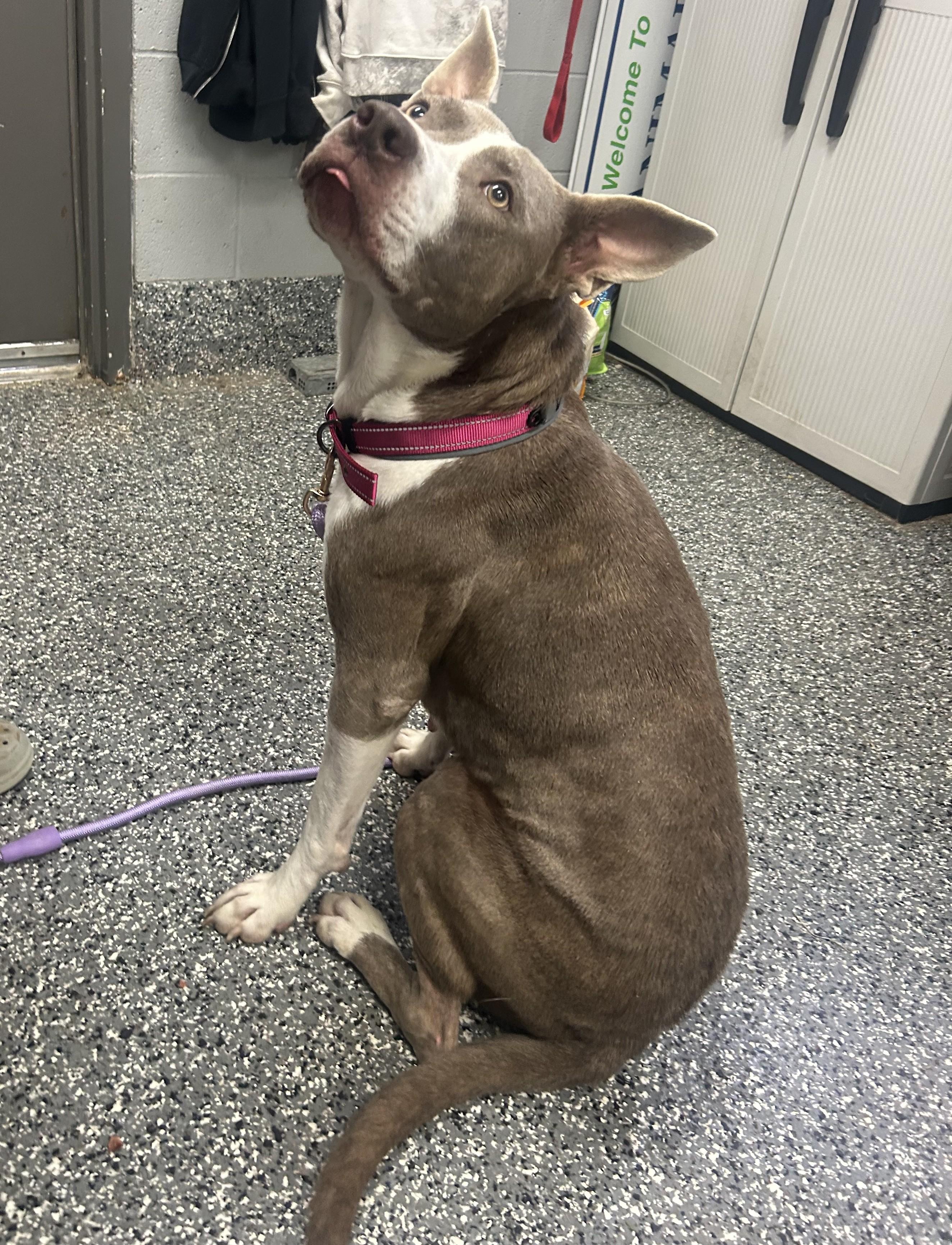 Saphrina, a ADOPTABLE mixed breed in Siloam Springs, AR image 2/3