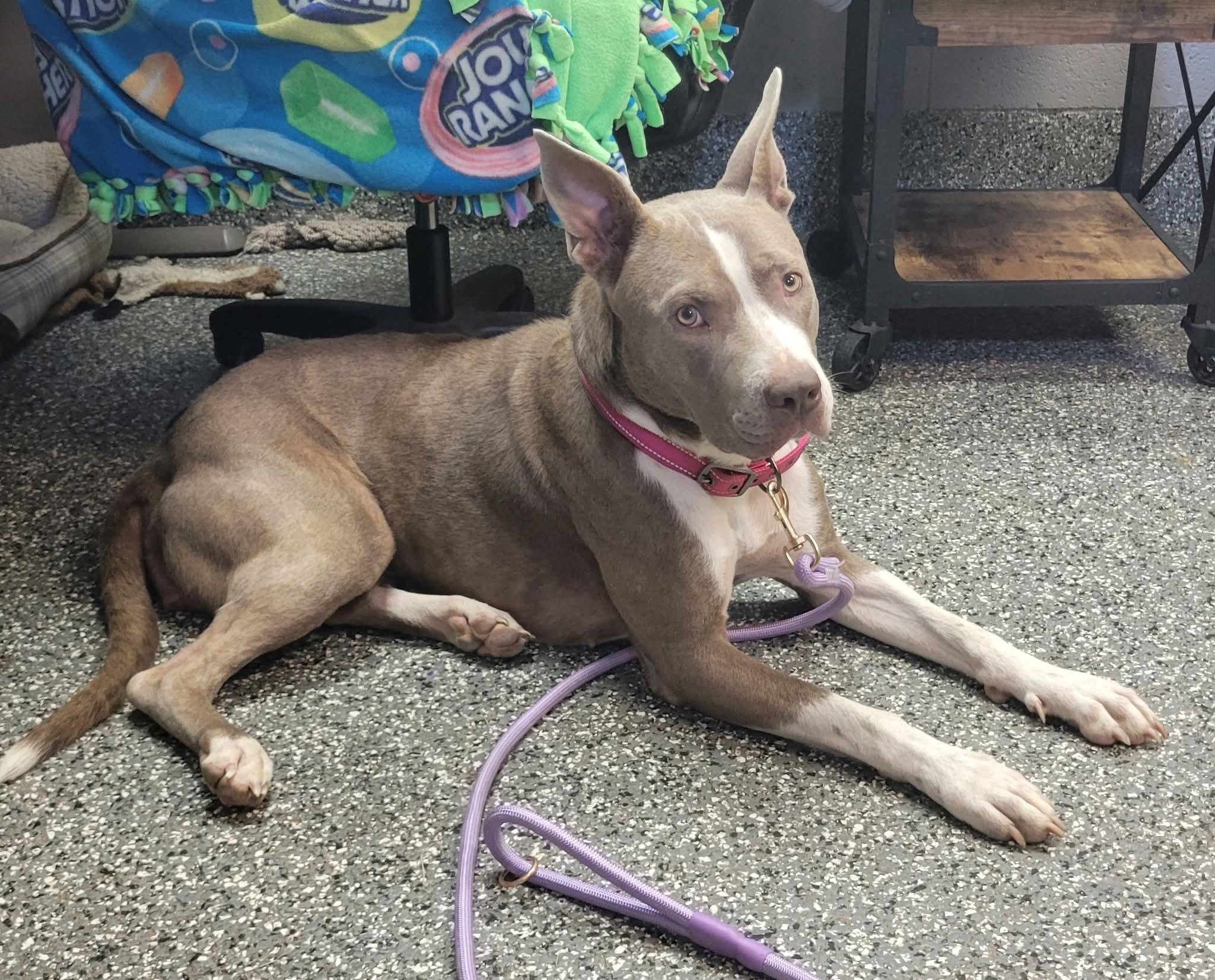 Saphrina, a ADOPTABLE mixed breed in Siloam Springs, AR image 3/3