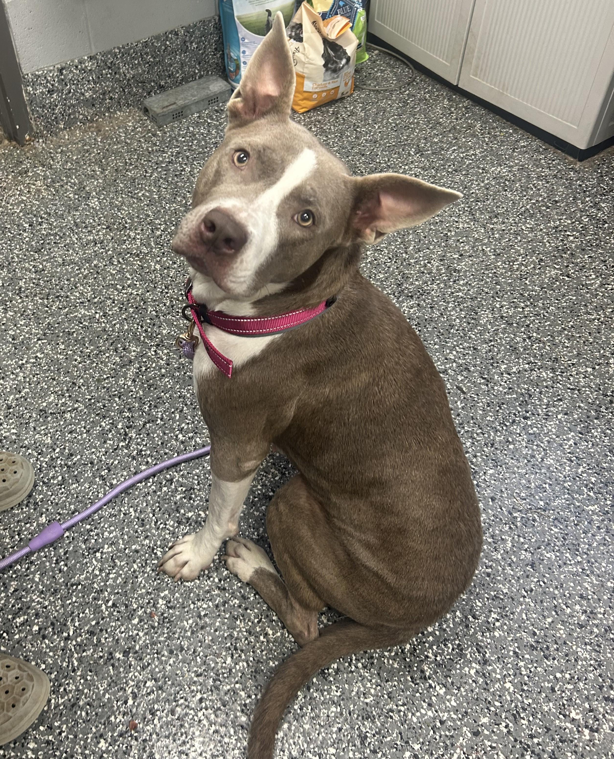 Saphrina, a ADOPTABLE mixed breed in Siloam Springs, AR image 1/3
