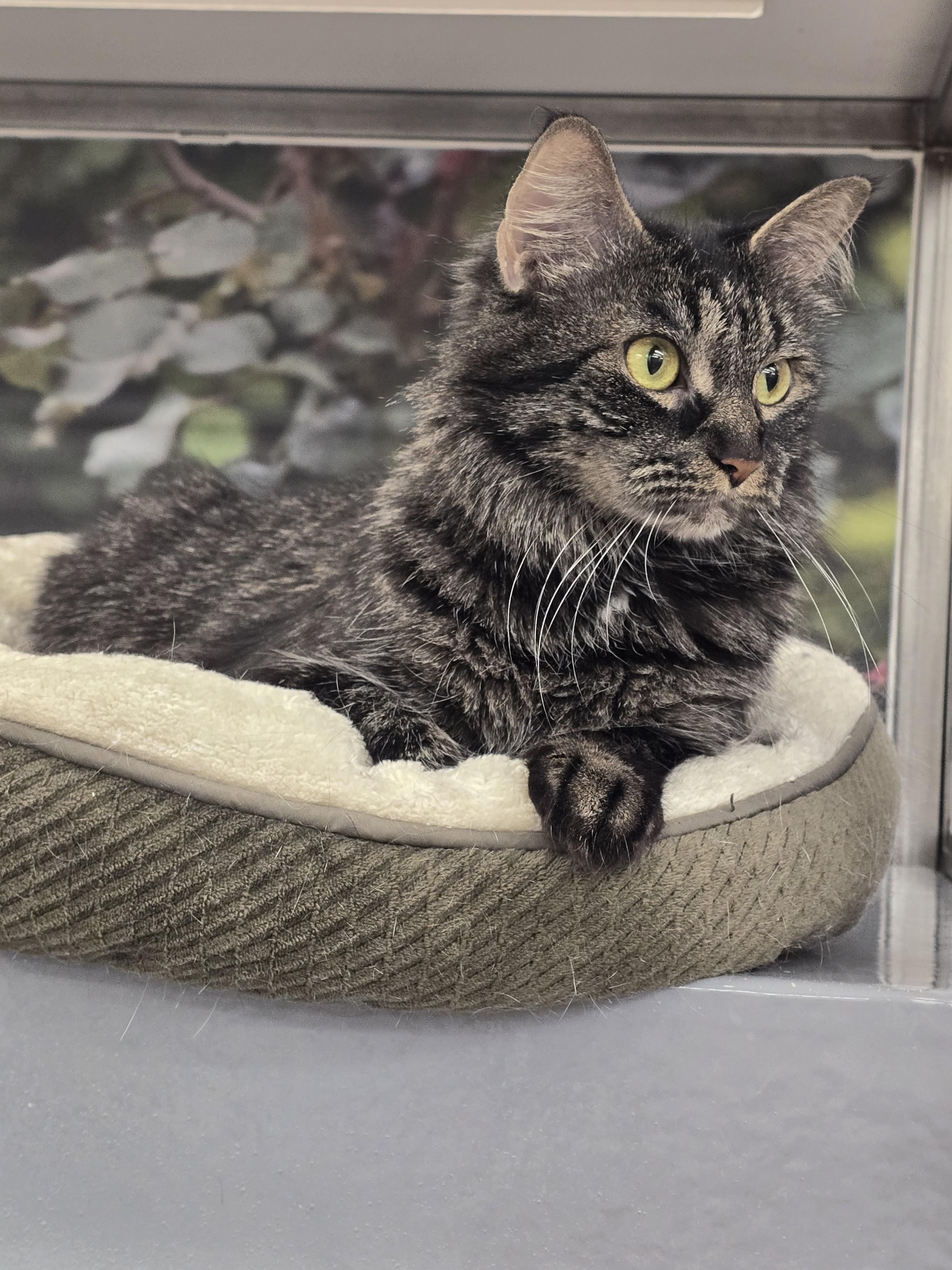 Enlarge Panda, an adopted Domestic Medium Hair in New York, NY image 6/6