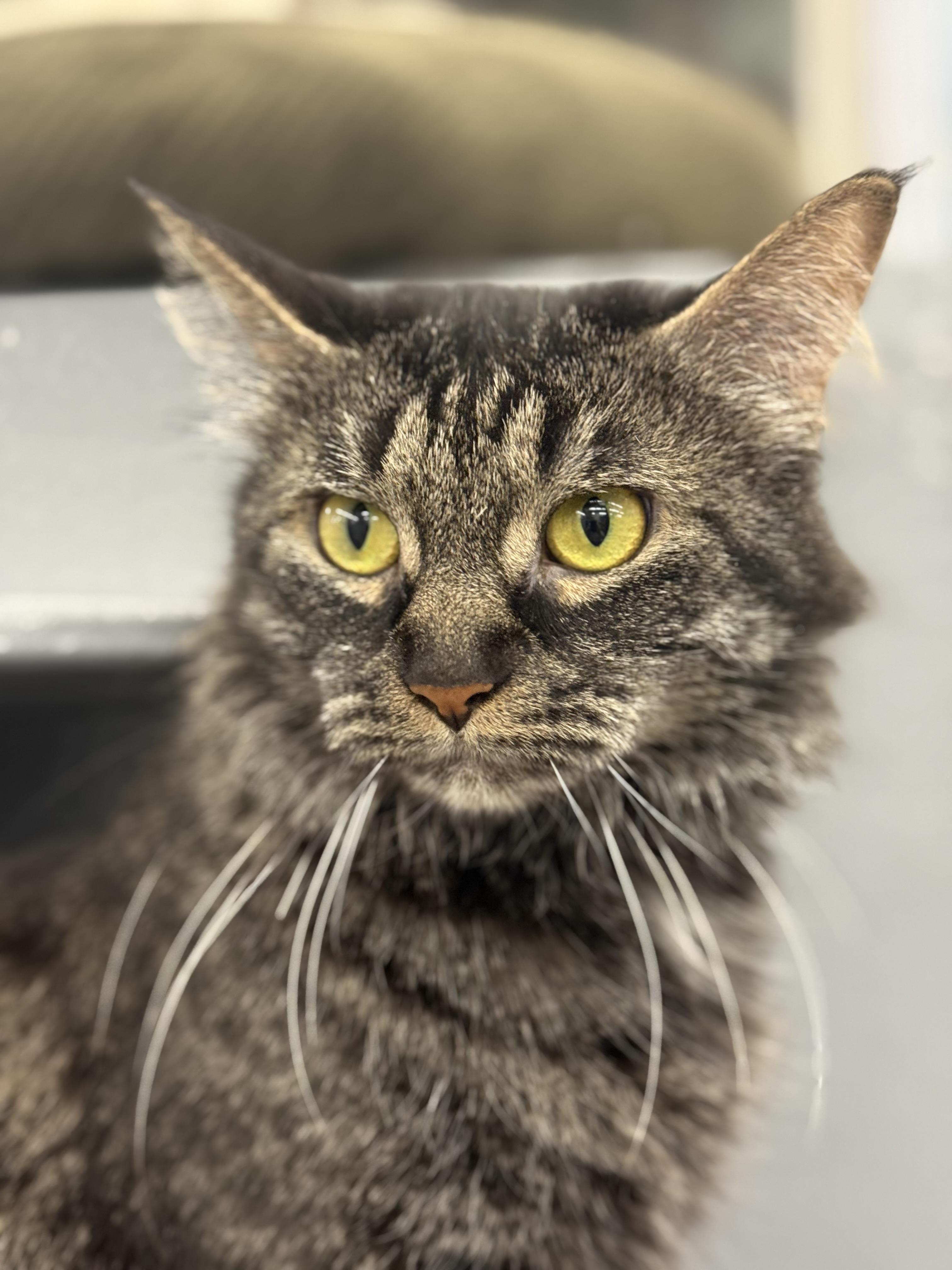 Enlarge Panda, an adopted Domestic Medium Hair in New York, NY image 1/6