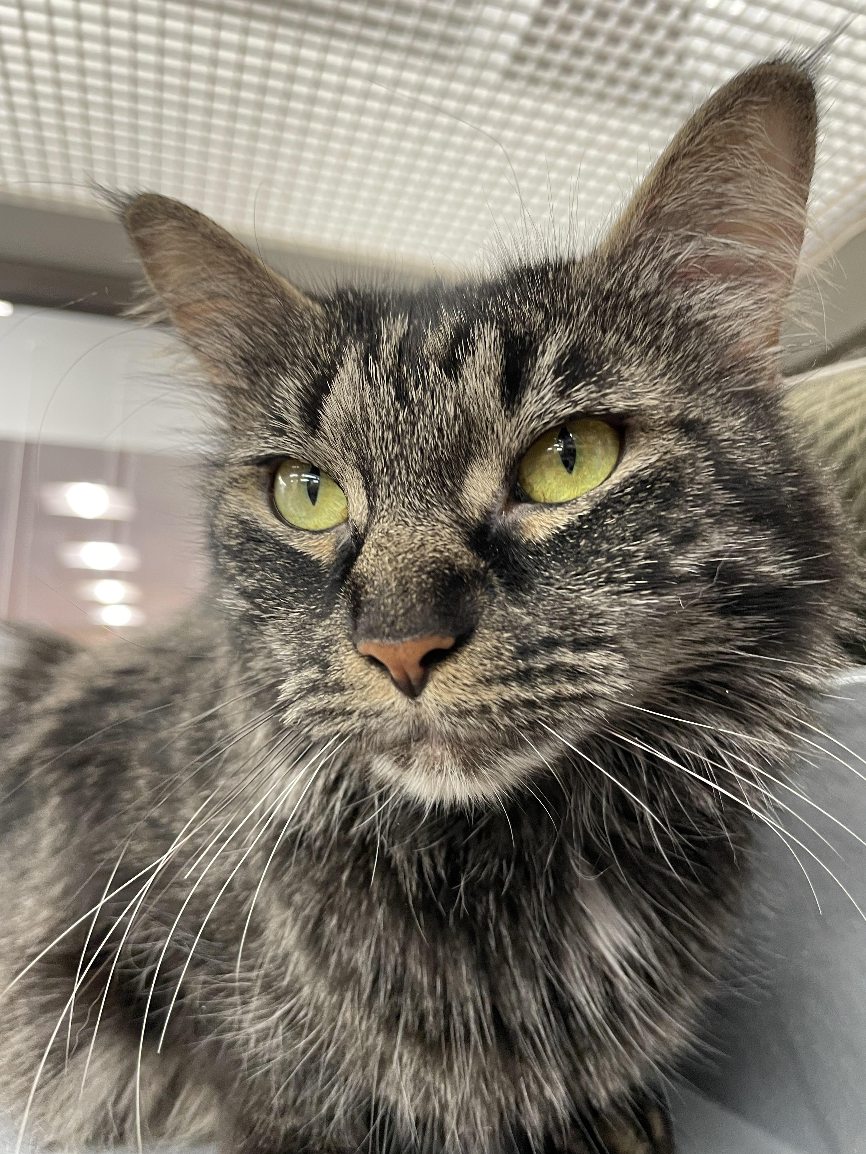 Enlarge Panda, an adopted Domestic Medium Hair in New York, NY image 5/6