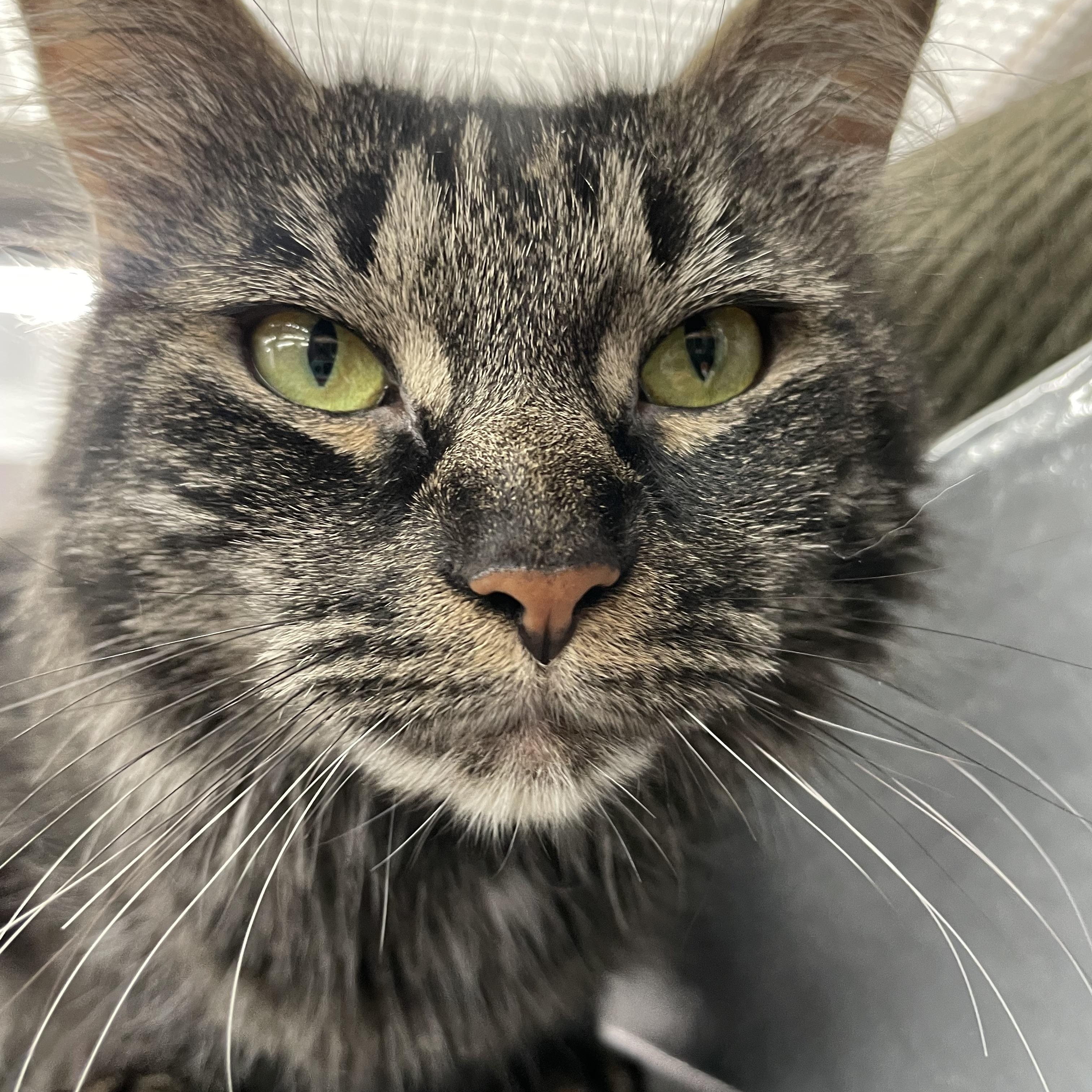 Enlarge Panda, an adopted Domestic Medium Hair in New York, NY image 3/6