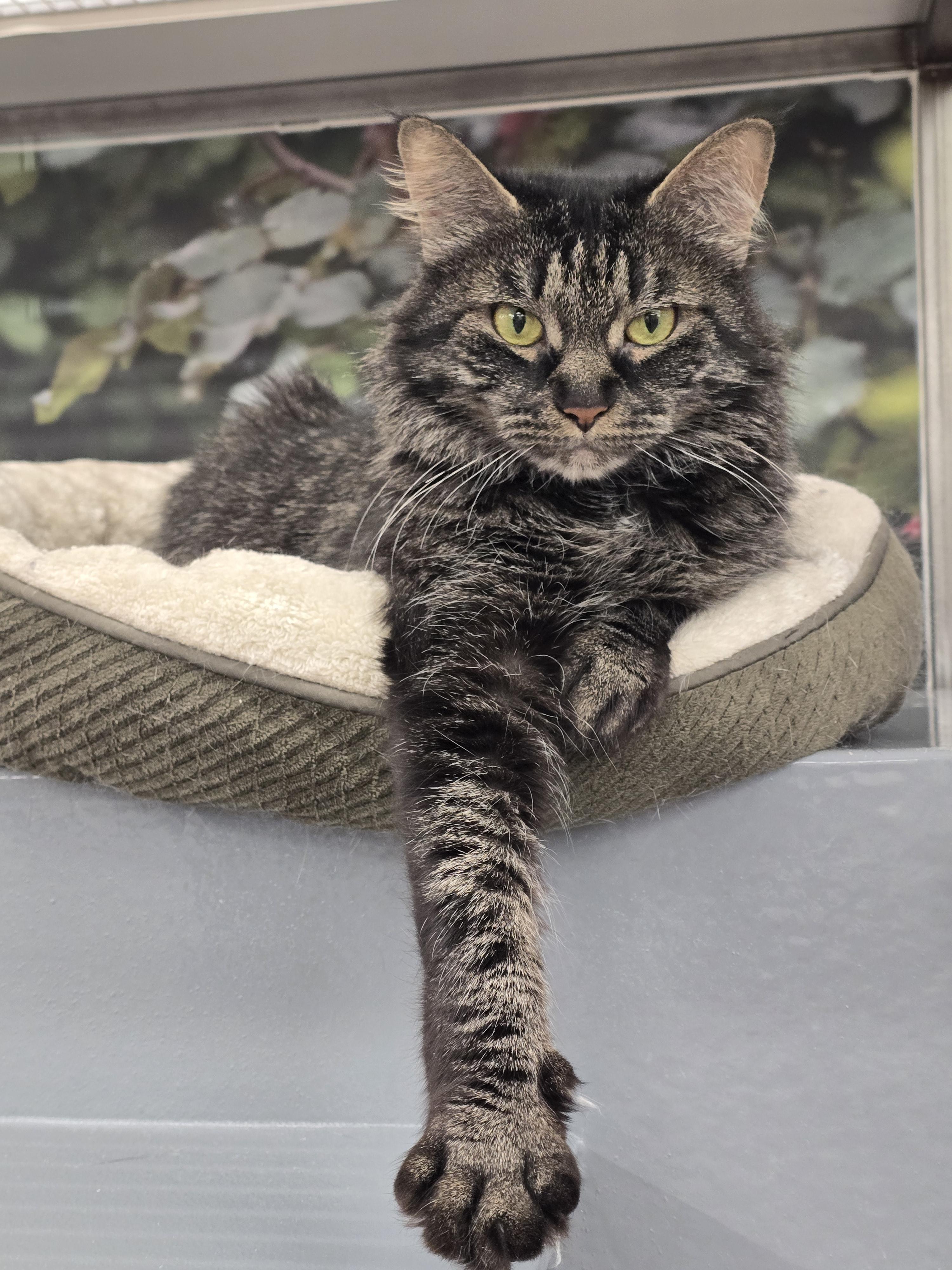 Enlarge Panda, an adopted Domestic Medium Hair in New York, NY image 2/6