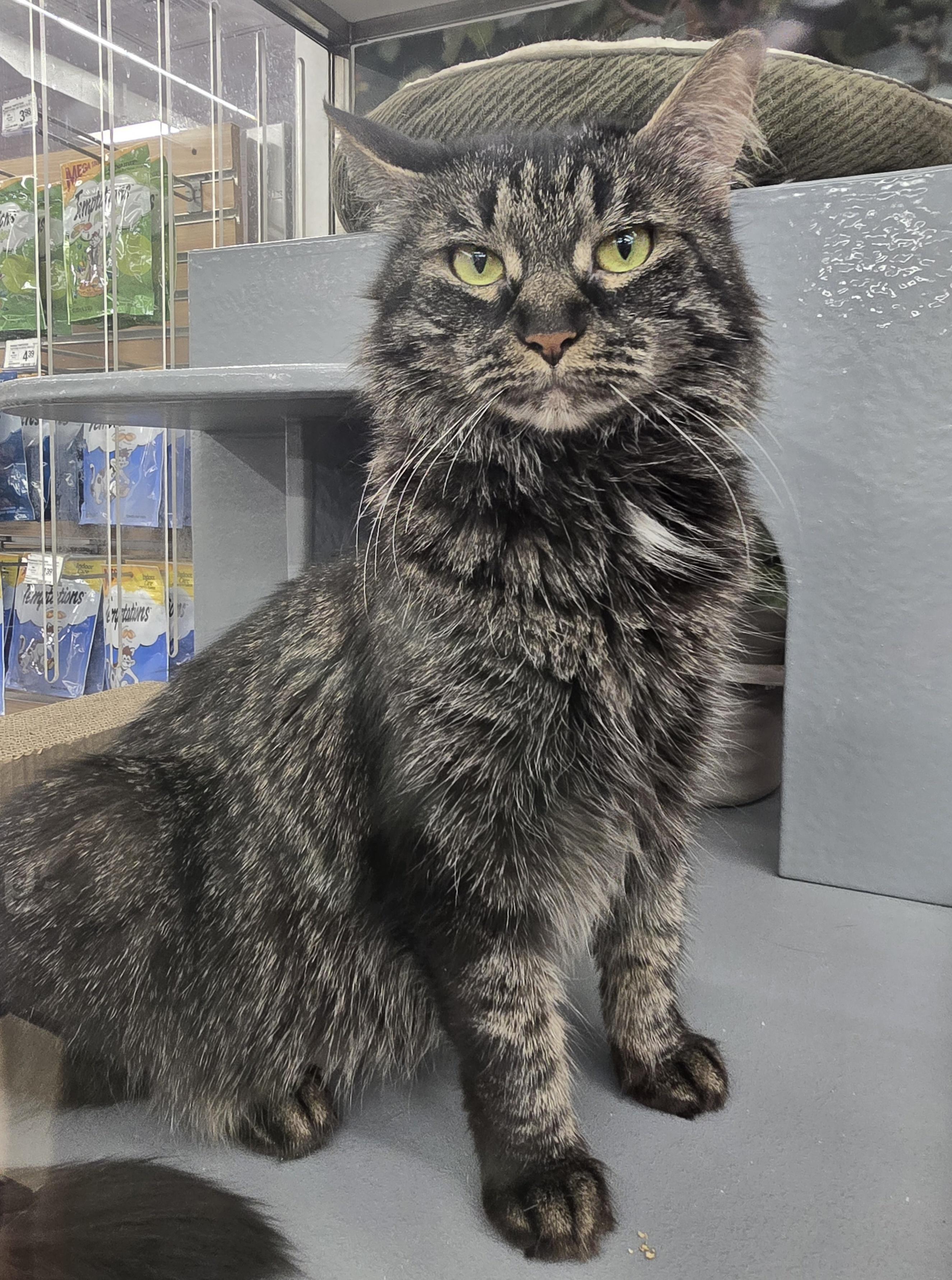 Enlarge Panda, an adopted Domestic Medium Hair in New York, NY image 4/6