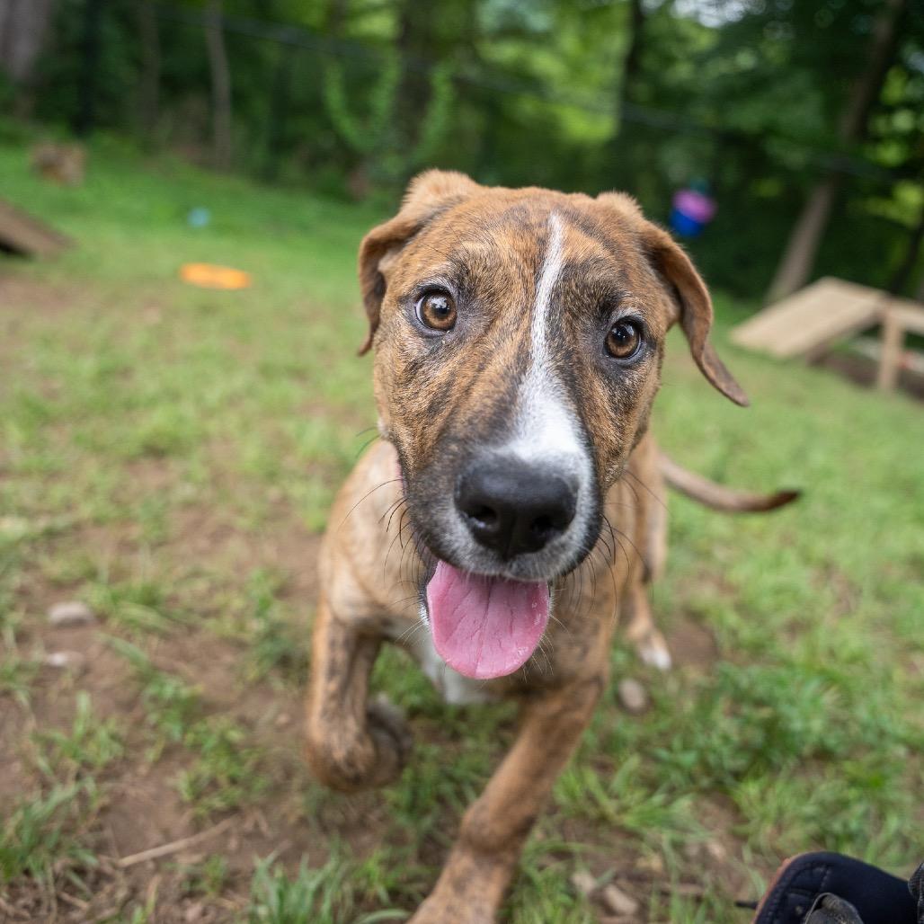 Enlarge Ethel, a Adoptable mixed breed in Pawling, NY image 1/6