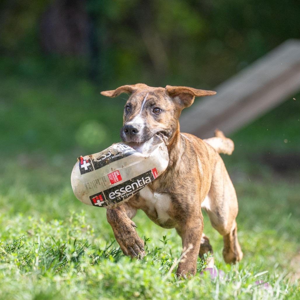 Enlarge Ethel, a Adoptable mixed breed in Pawling, NY image 2/6