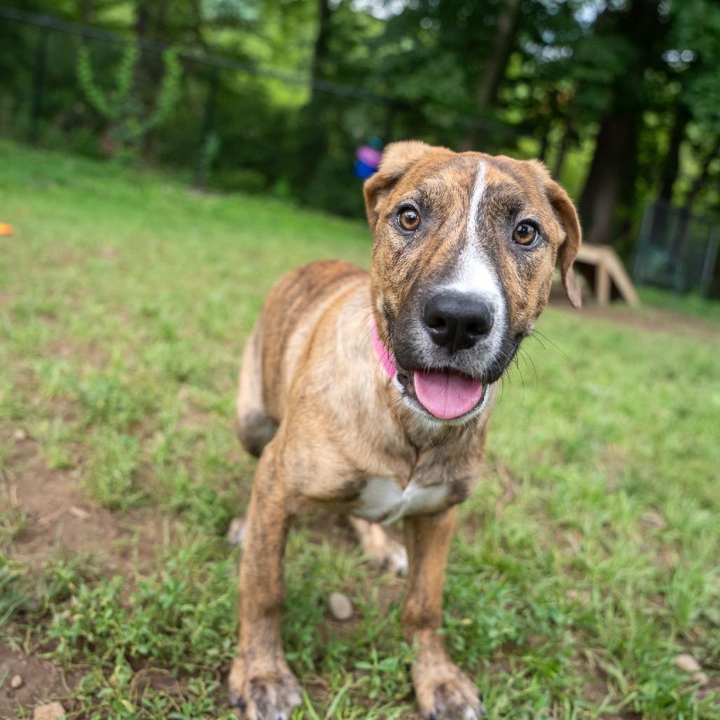Enlarge Ethel, a Adoptable mixed breed in Pawling, NY image 3/6