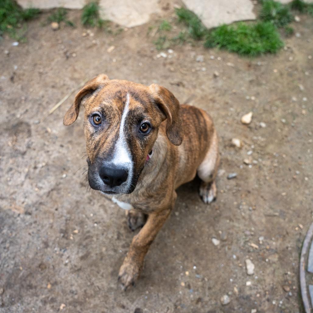Enlarge Ethel, a Adoptable mixed breed in Pawling, NY image 4/6