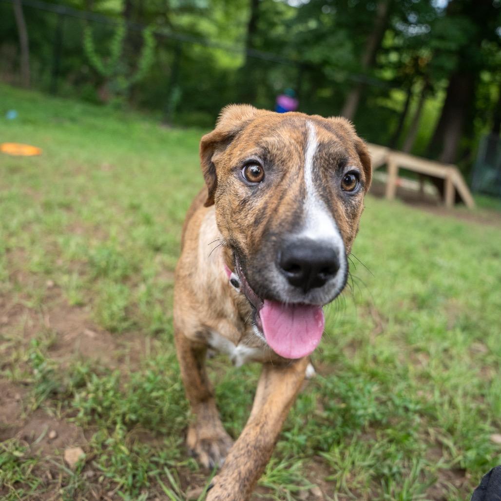 Enlarge Ethel, a Adoptable mixed breed in Pawling, NY image 5/6