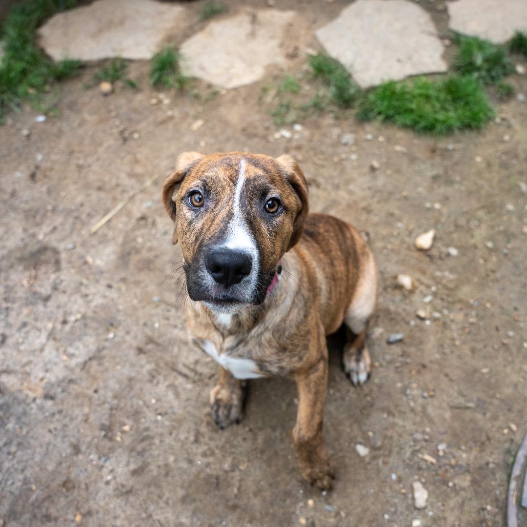 Enlarge Ethel, a Adoptable mixed breed in Pawling, NY image 6/6