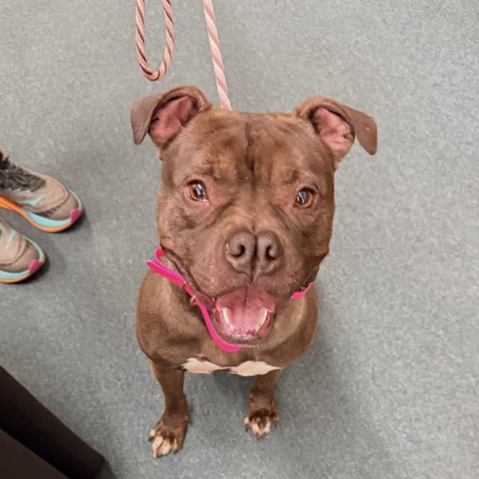 Enlarge Mae Mae, a Adoptable mixed breed in Port Byron , NY image 5/6
