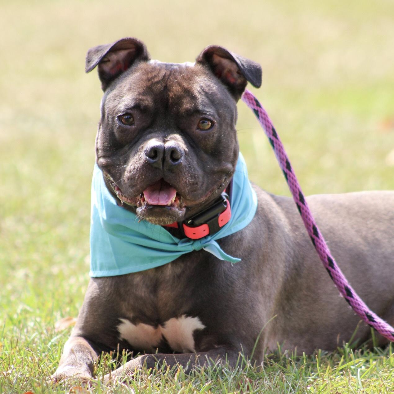 Mae Mae, Adoptable, Adult Female Pit Bull Terrier & Mixed Breed.