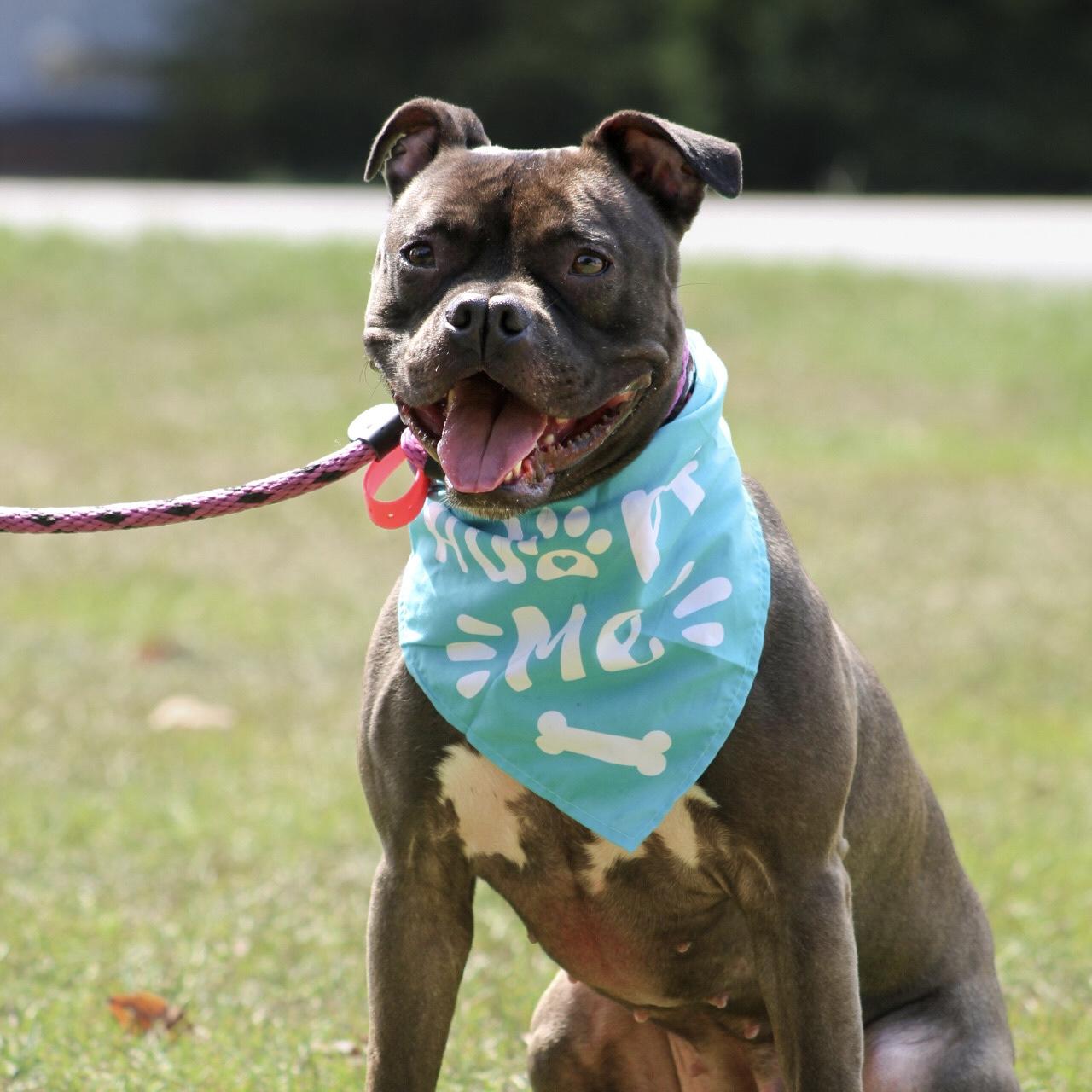 Enlarge Mae Mae, a Adoptable mixed breed in Port Byron , NY image 4/6