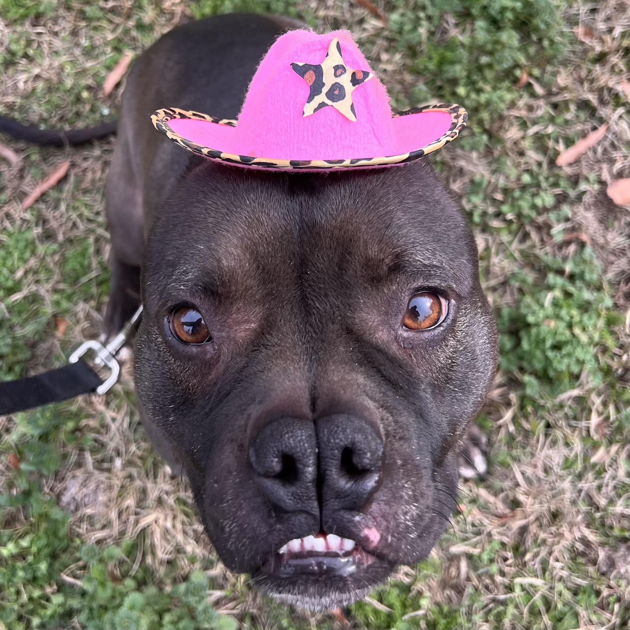 Enlarge Mae Mae, a Adoptable mixed breed in Port Byron , NY image 3/6