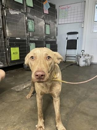 Archie, Adoptable, Young Male Mixed Breed.