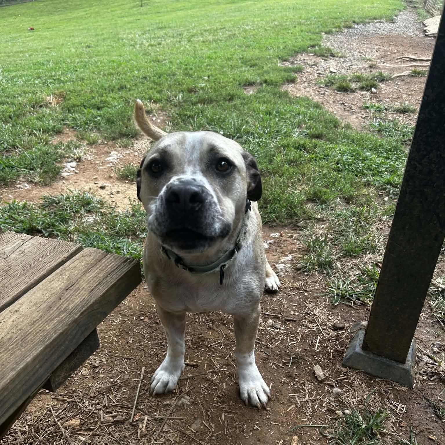 Enlarge Paco, a Adoptable mixed breed in Orange, VA image 4/6