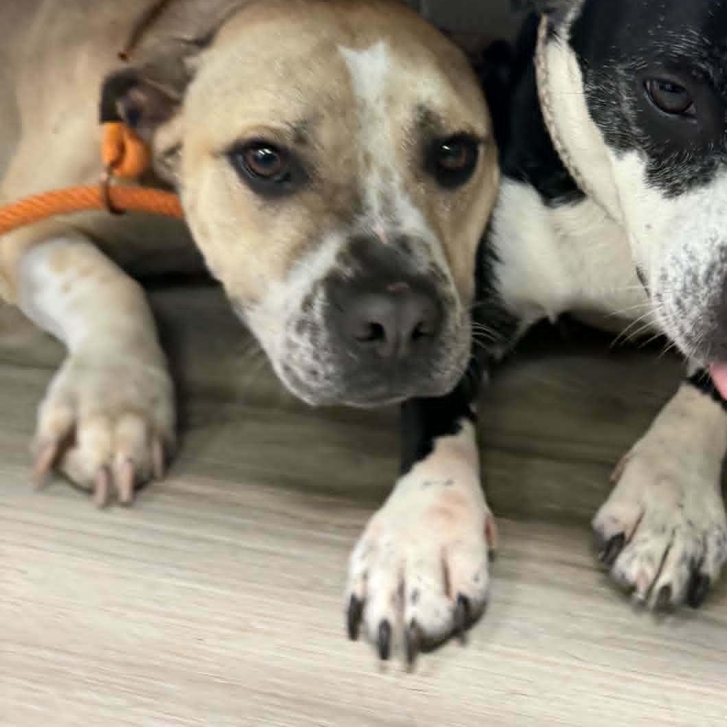 Paco, a ADOPTABLE mixed breed in Orange, VA image 3/4