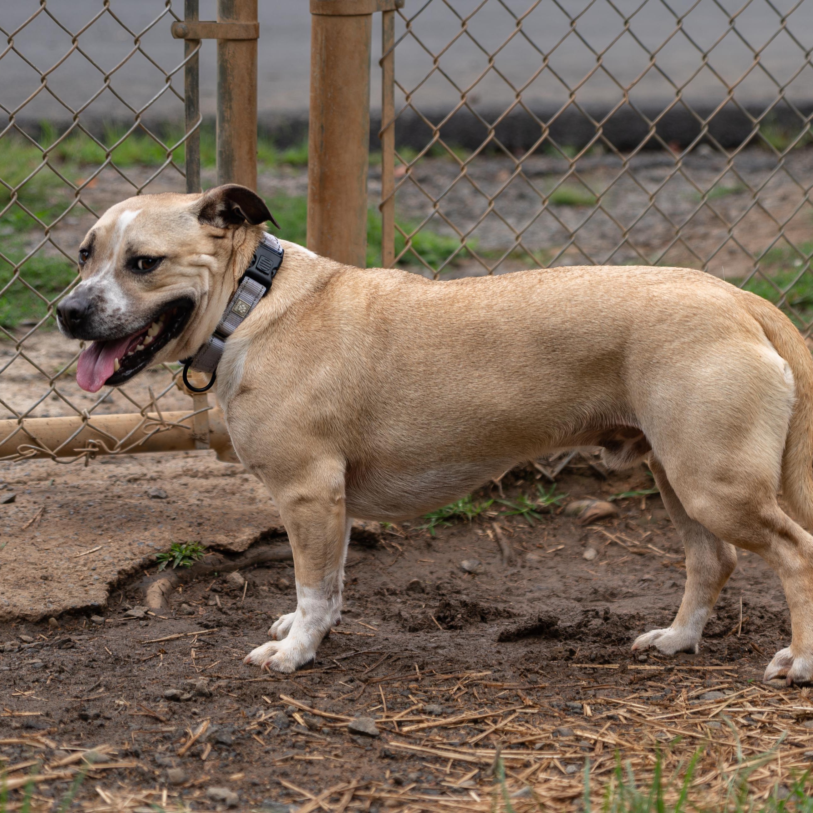 Paco, a ADOPTABLE mixed breed in Orange, VA image 1/4