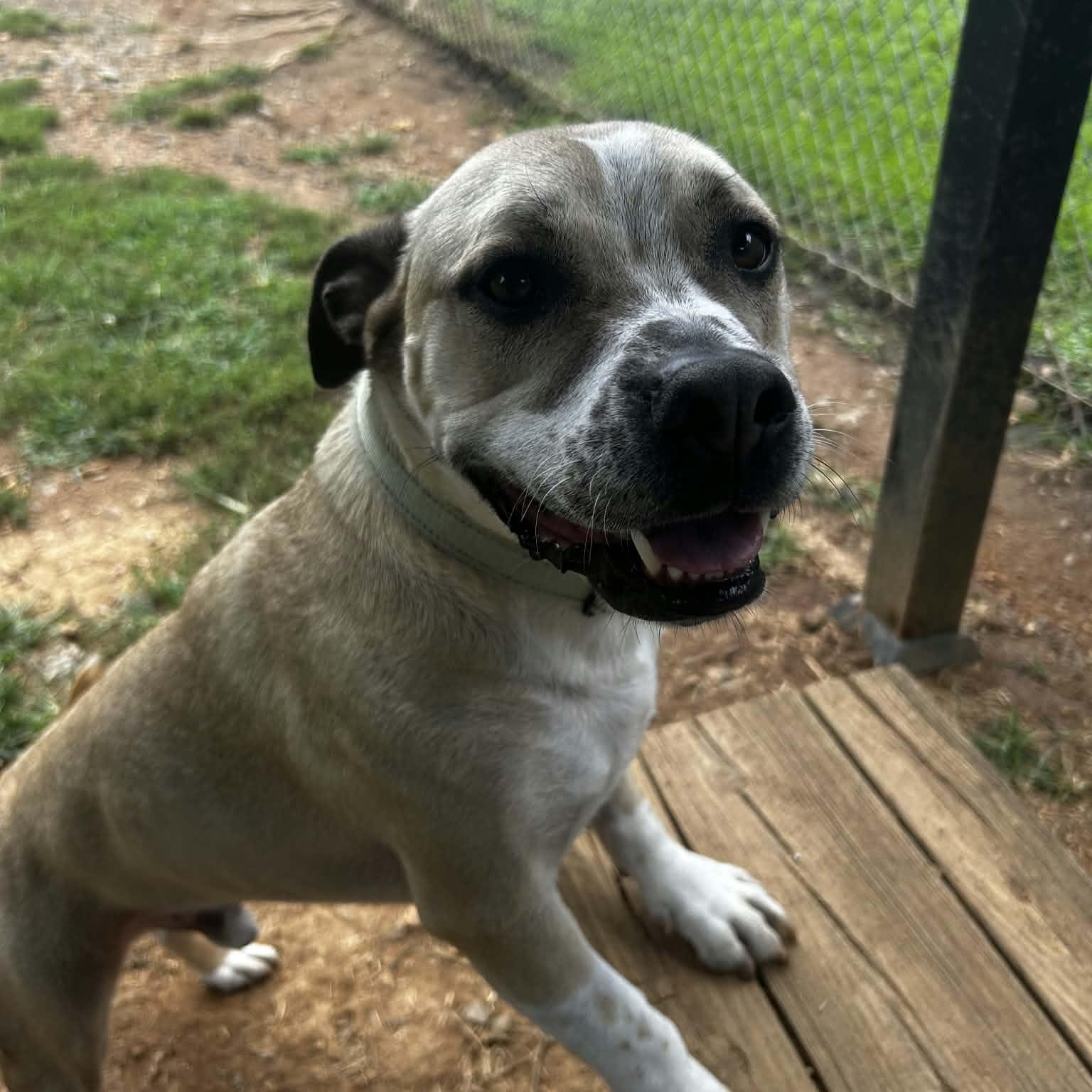 Enlarge Paco, a Adoptable mixed breed in Orange, VA image 3/6
