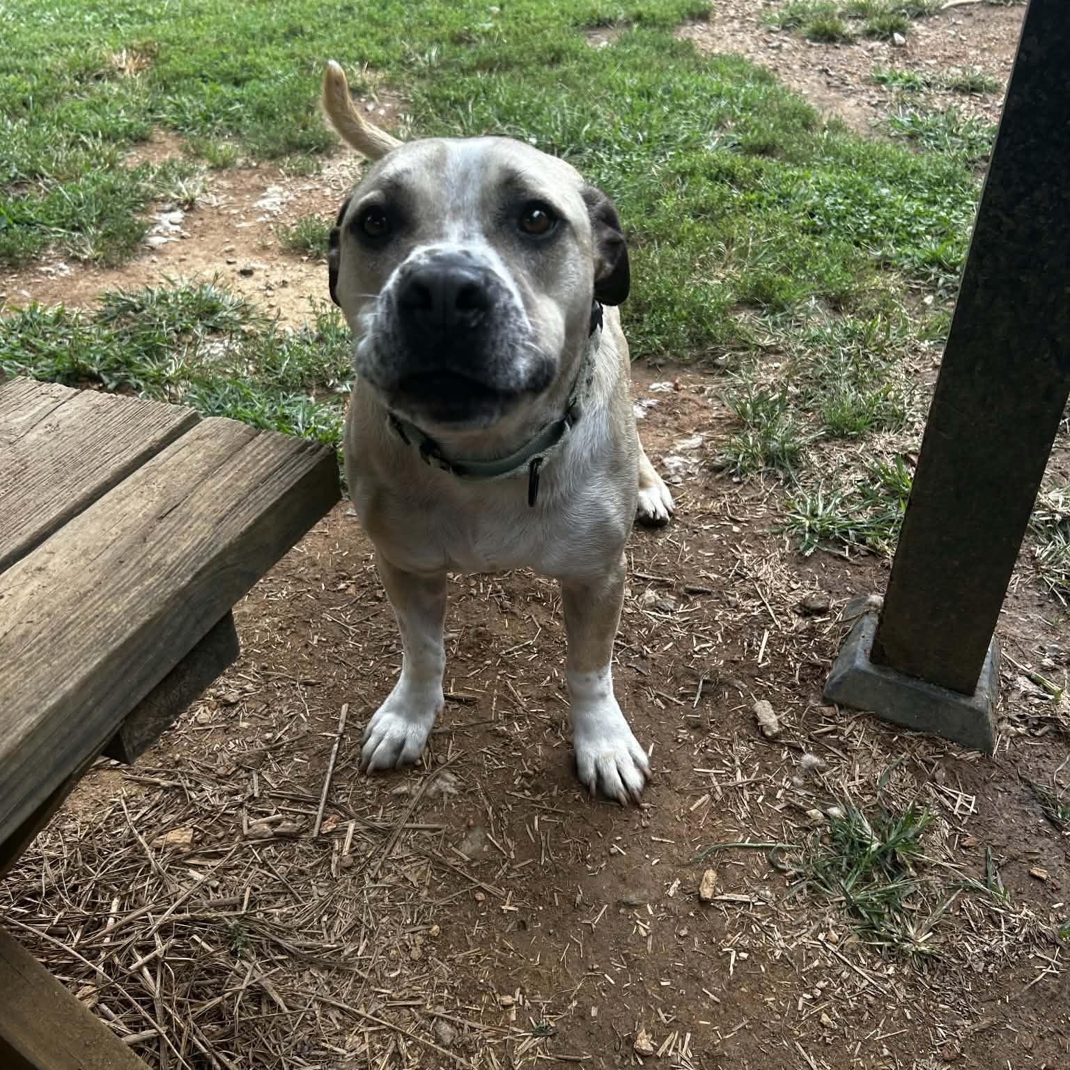 Paco, Adoptable, Adult Male Chihuahua & Pit Bull Terrier.