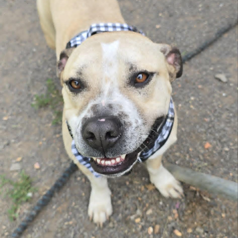 Paco, a ADOPTABLE mixed breed in Orange, VA image 2/4