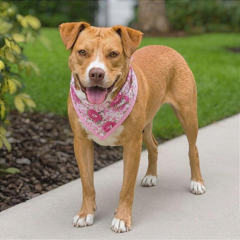 Coco, Adoptable, Adult Female American Bulldog.