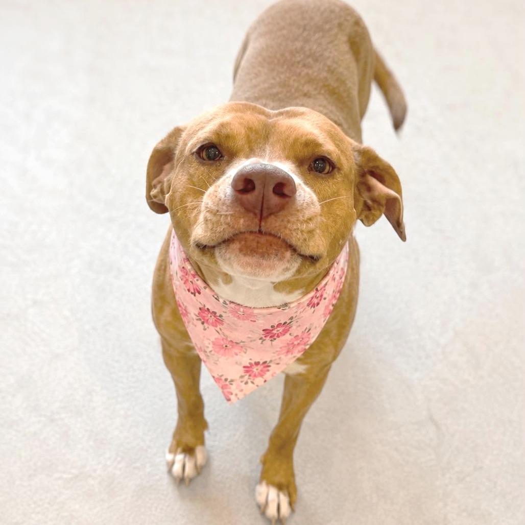 Coco, a Adoptable American Bulldog in Tampa, FL image 2/6