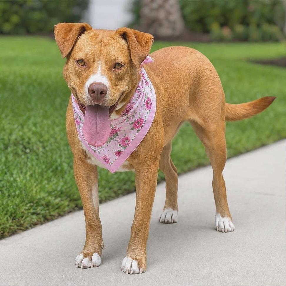 Coco, a Adoptable American Bulldog in Tampa, FL image 3/6