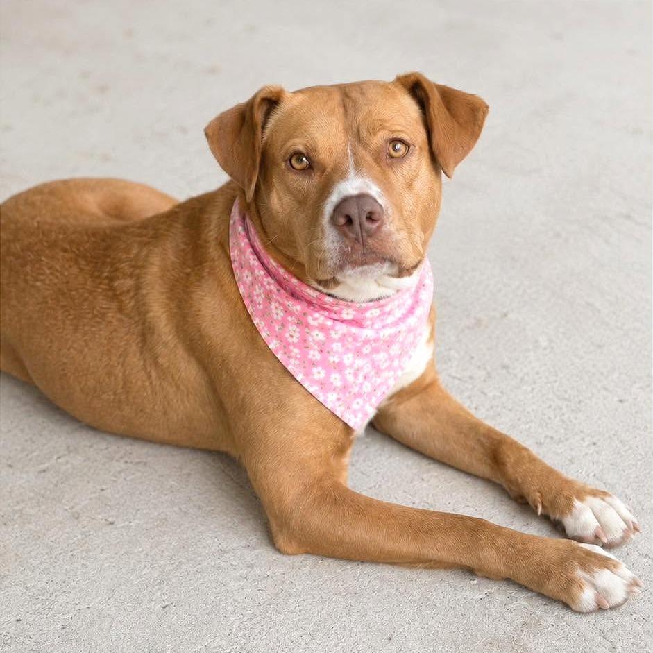 Coco, a Adoptable American Bulldog in Tampa, FL image 4/6