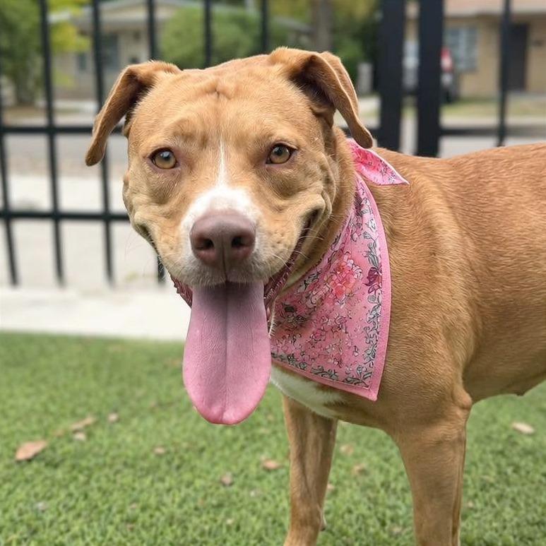 Coco, a Adoptable American Bulldog in Tampa, FL image 5/6