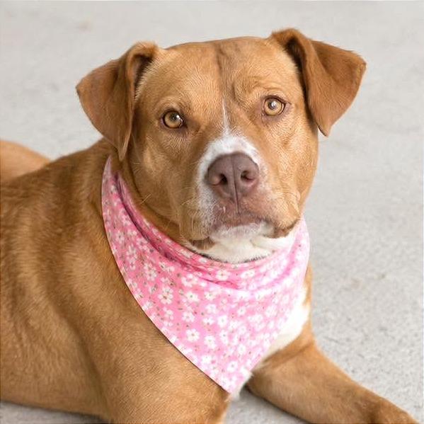 Coco, a Adoptable American Bulldog in Tampa, FL image 6/6