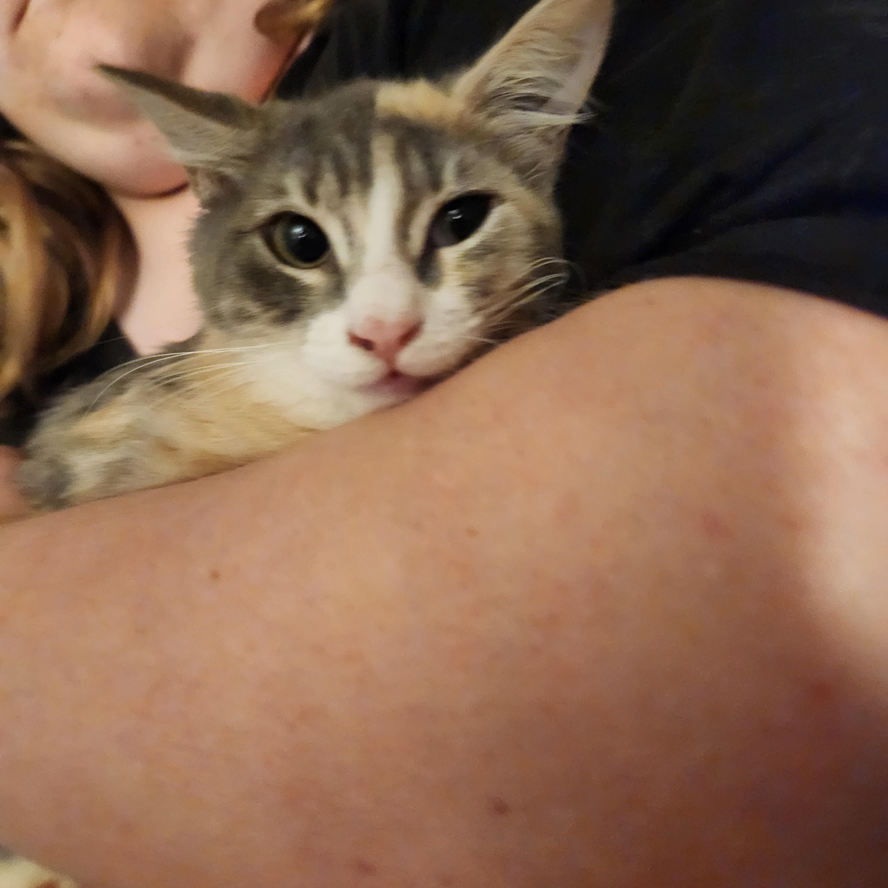Enlarge Monkey, a ADOPTABLE Domestic Medium Hair in Mount Pleasant, TX image 4/5