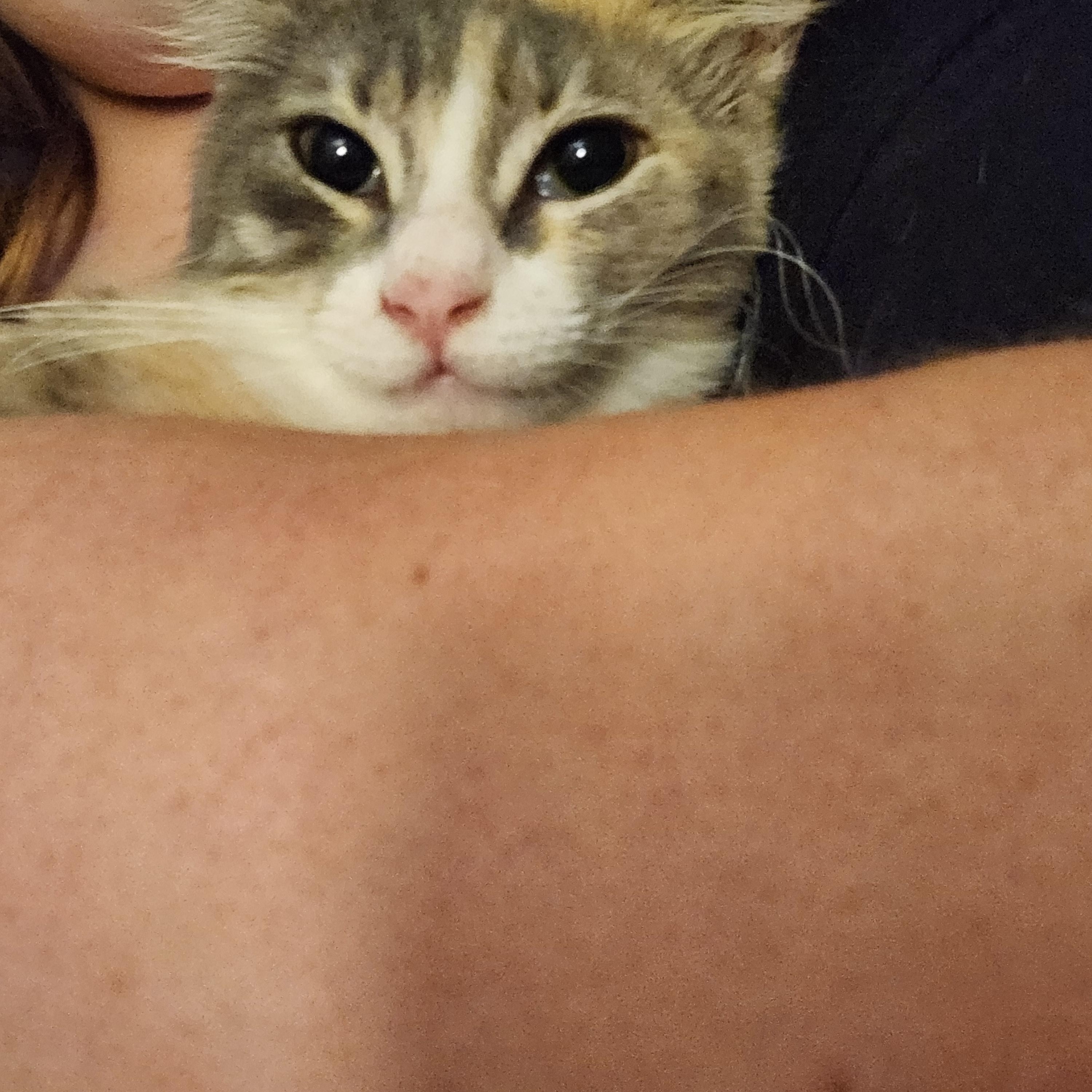 Enlarge Monkey, a ADOPTABLE Domestic Medium Hair in Mount Pleasant, TX image 2/5