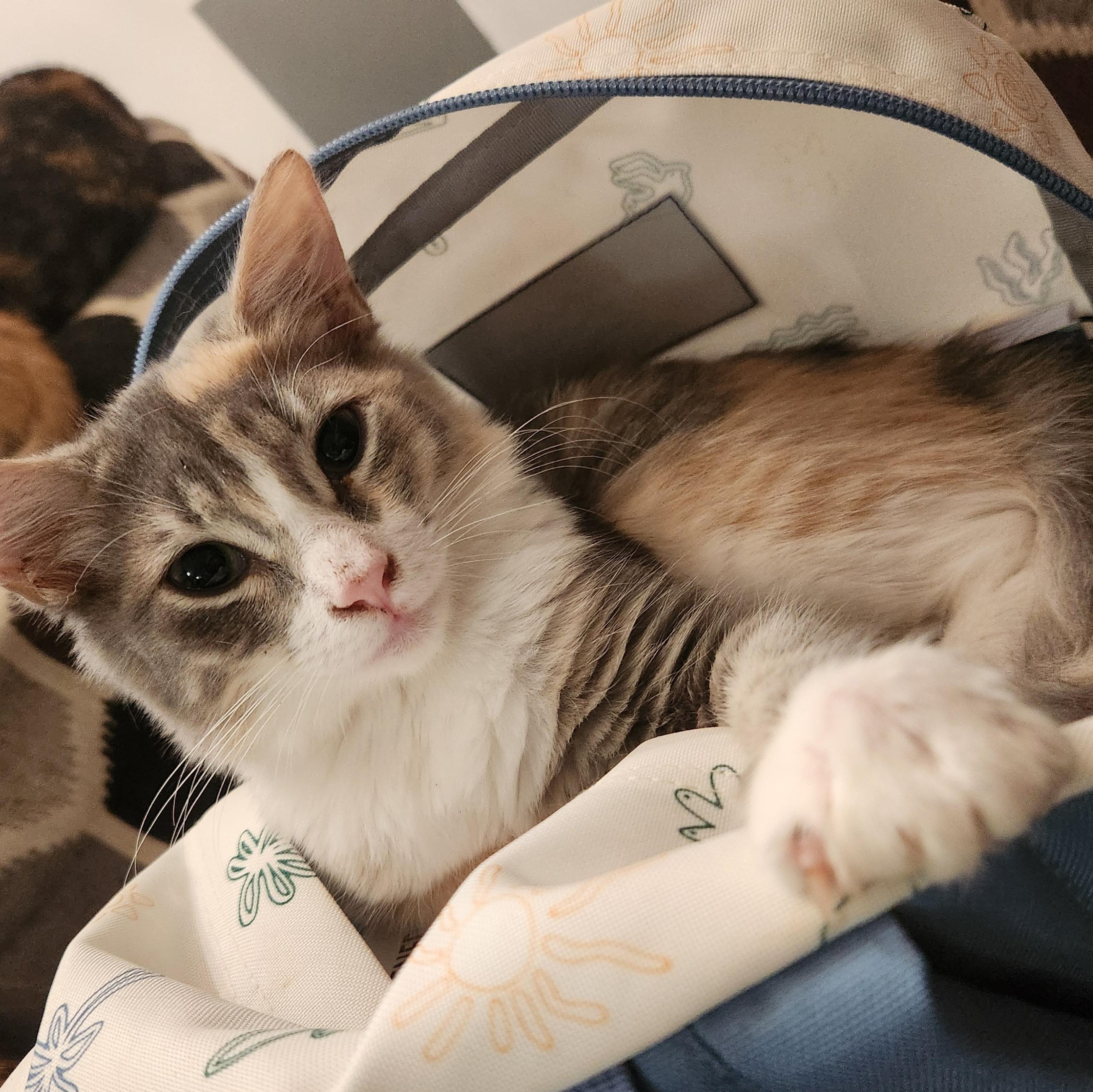 Monkey, ADOPTABLE, Young Female Domestic Medium Hair.