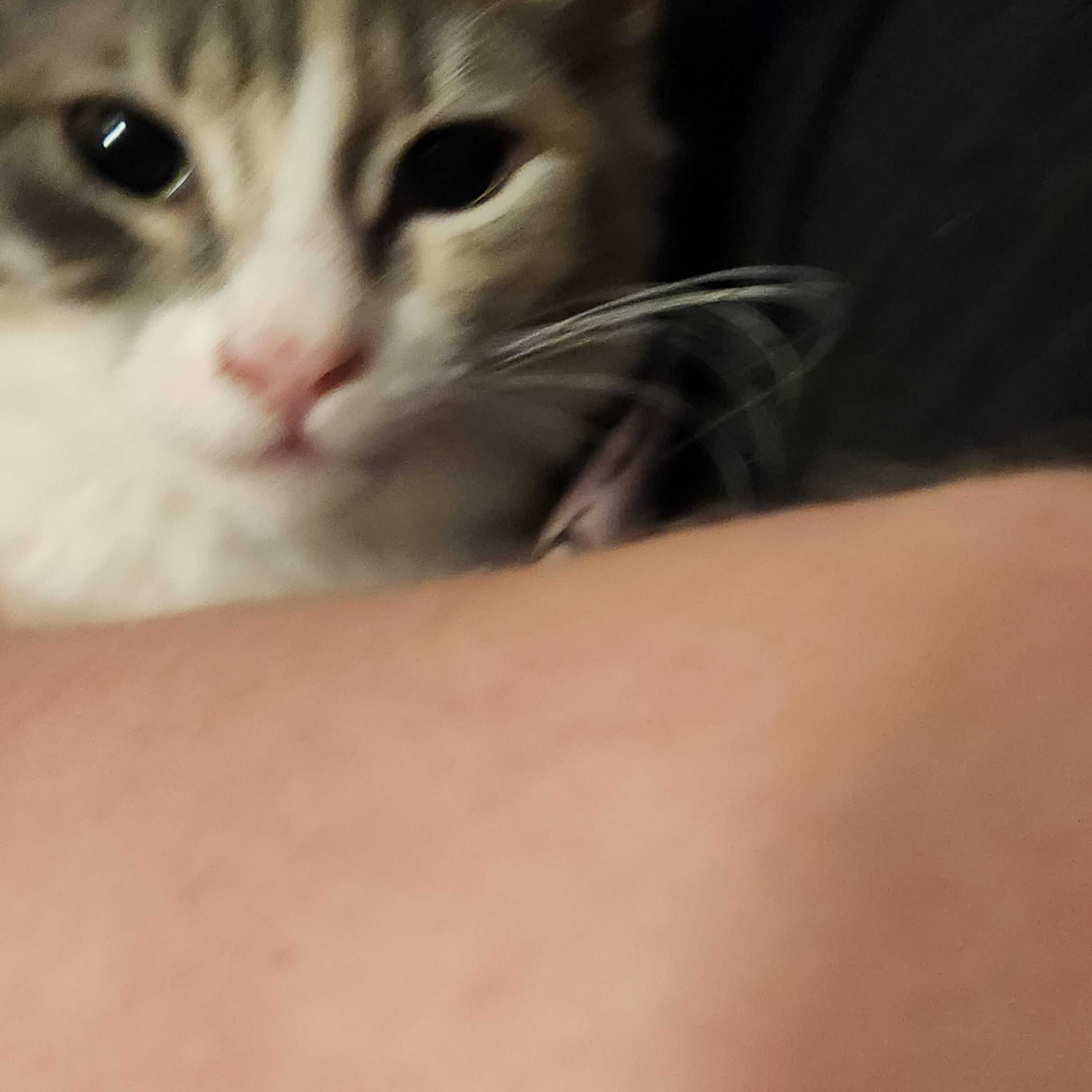 Enlarge Monkey, a ADOPTABLE Domestic Medium Hair in Mount Pleasant, TX image 5/5