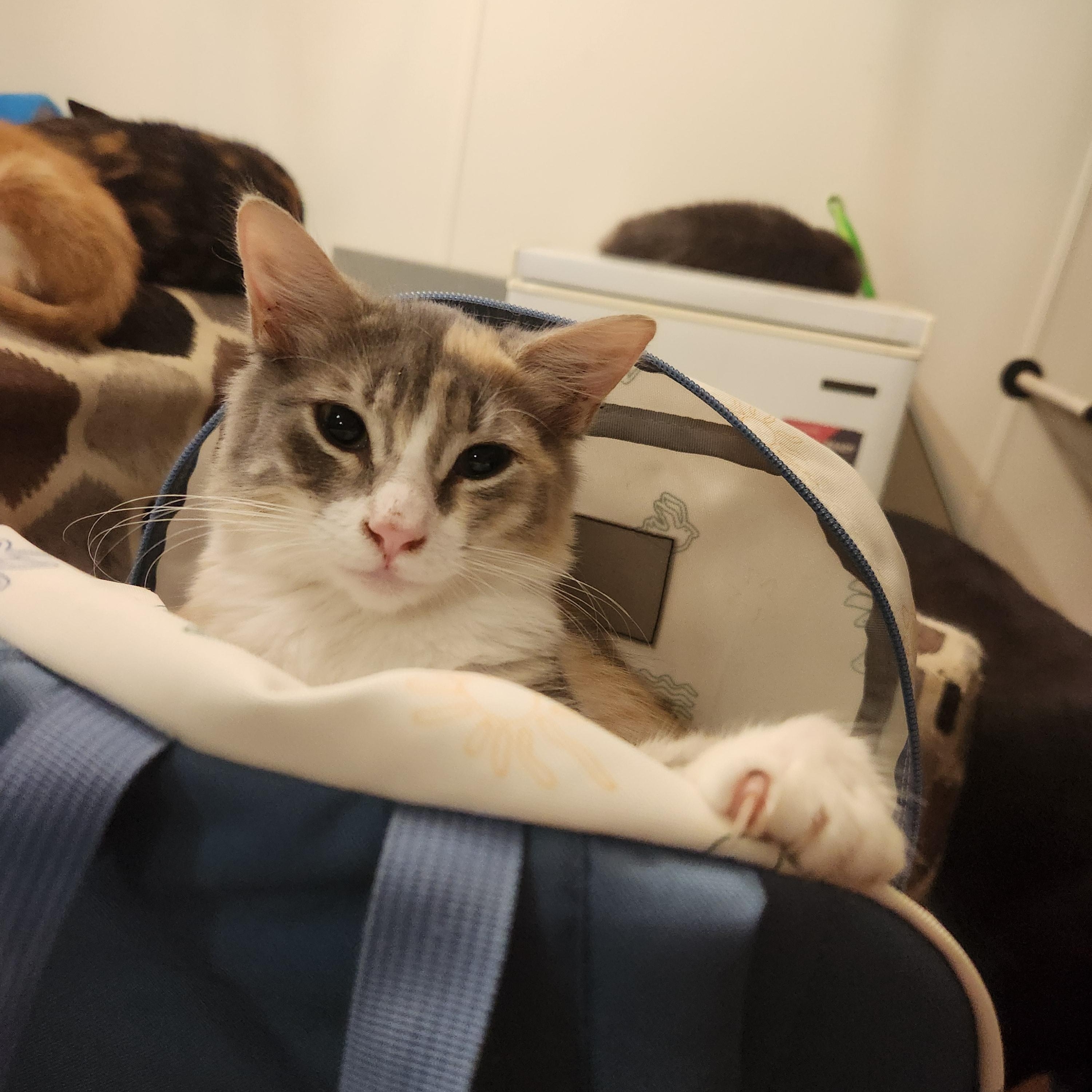 Enlarge Monkey, a ADOPTABLE Domestic Medium Hair in Mount Pleasant, TX image 3/5