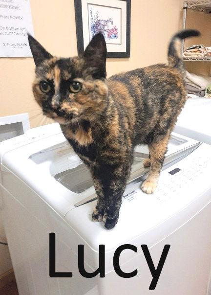 Lucy, a Adoptable mixed breed in Mountain View, AR image 1/3