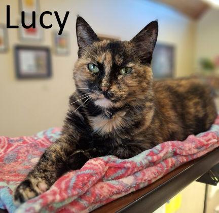 Lucy, Adoptable, Senior Female Tortoiseshell & Domestic Medium Hair.
