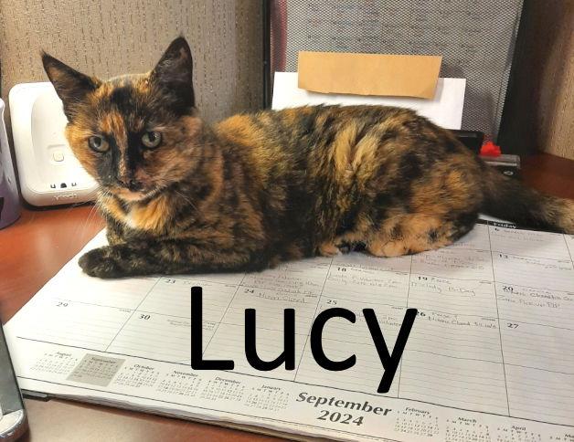 Lucy, a Adoptable mixed breed in Mountain View, AR image 3/3