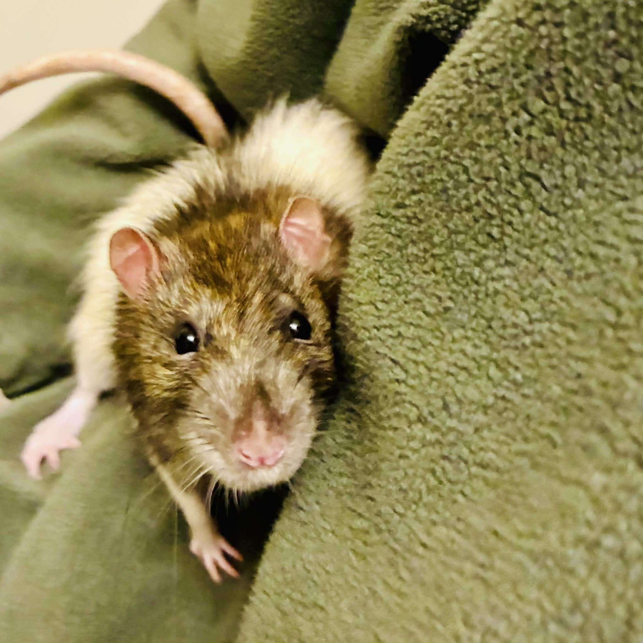 Splinter, ADOPTABLE, Adult Male Rat.