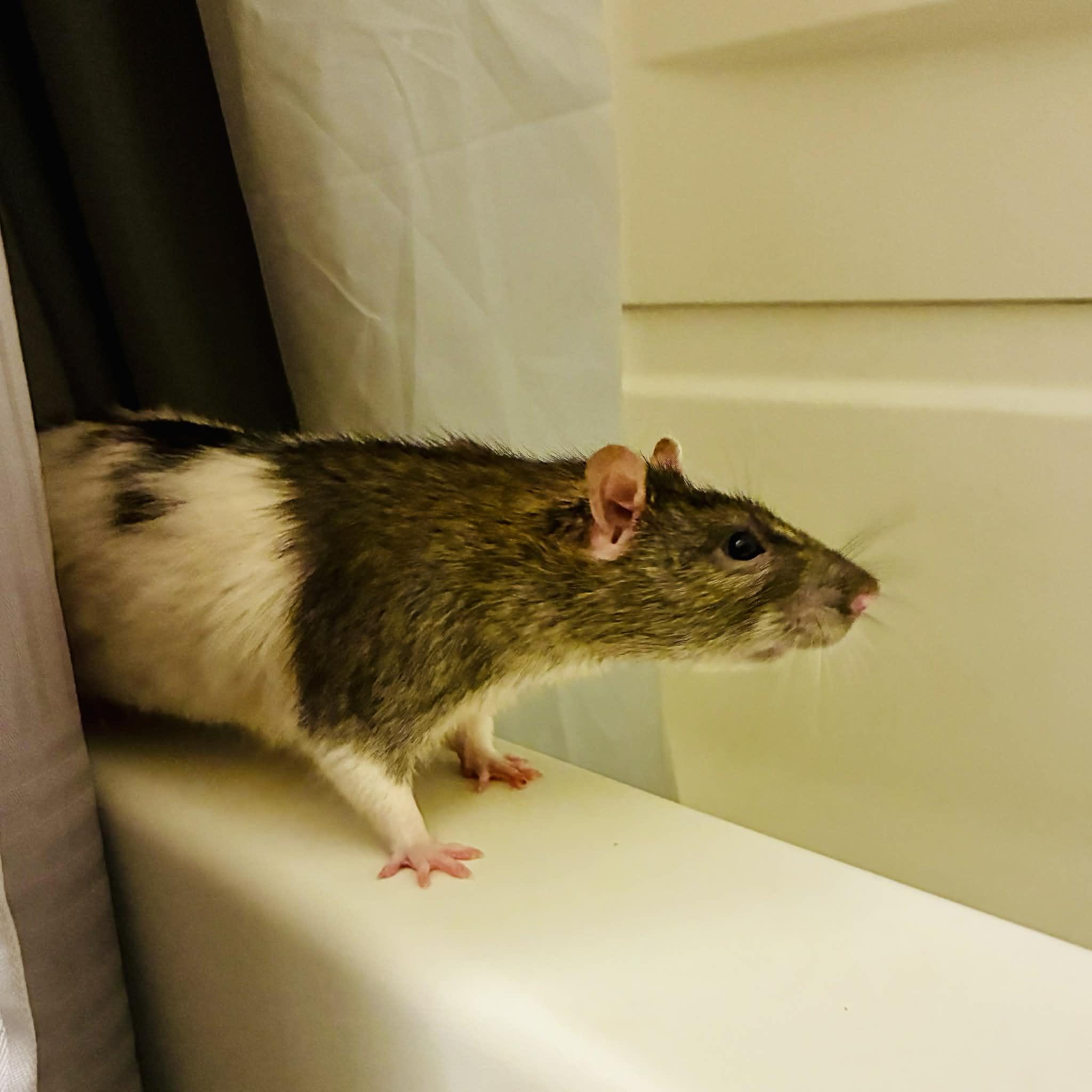 Enlarge Splinter, an adopted Rat in Norcross, GA image 3/3